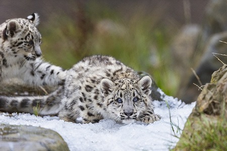 ALN-Nepal-Feature-Photo-1