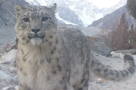 Pakistan Leopard Celebrating Snow Leopards in Pakistan - Snow Leopard