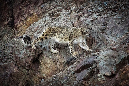 Bjorn-Persson-Snow-Leopard-Adjusted-for-Website
