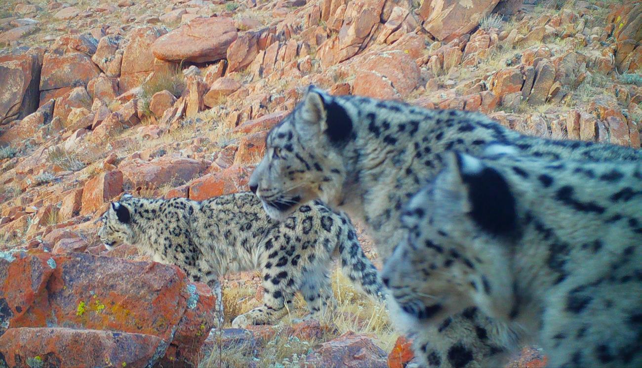 A camera trap image of a snow leopard mother with her cubs in the Altai Mountains of Mongolia.