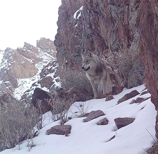 A wolf in the snow-covered Altai Mountains of Mongolia.