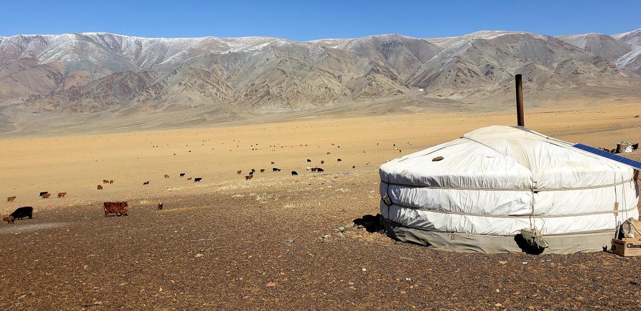 A yurt and livestock set against the backdrop of the Altai Mountains in Mongolia. 
