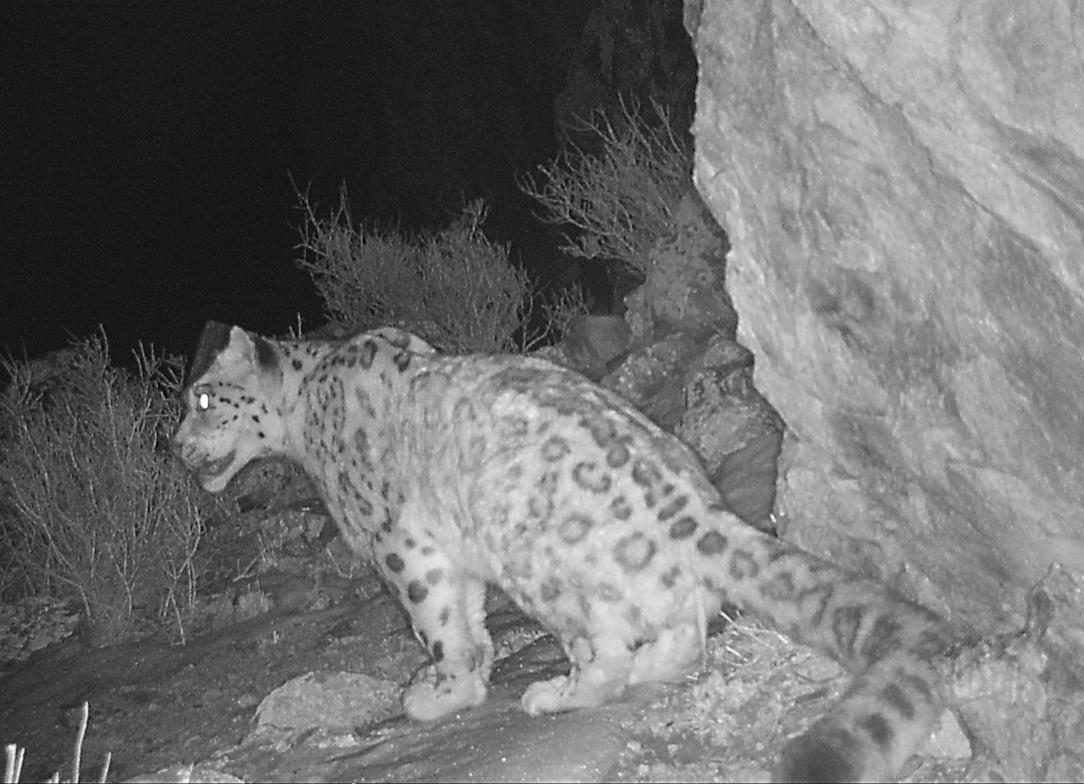 A nighttime camera trap image of a snow leopard in the Altai Mountains of Mongolia.