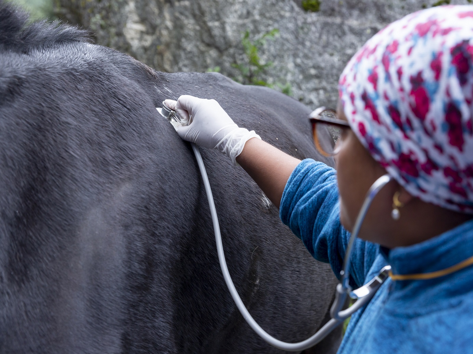 A veterinarian tech checking the heartbeat of local livestock in Nepal.