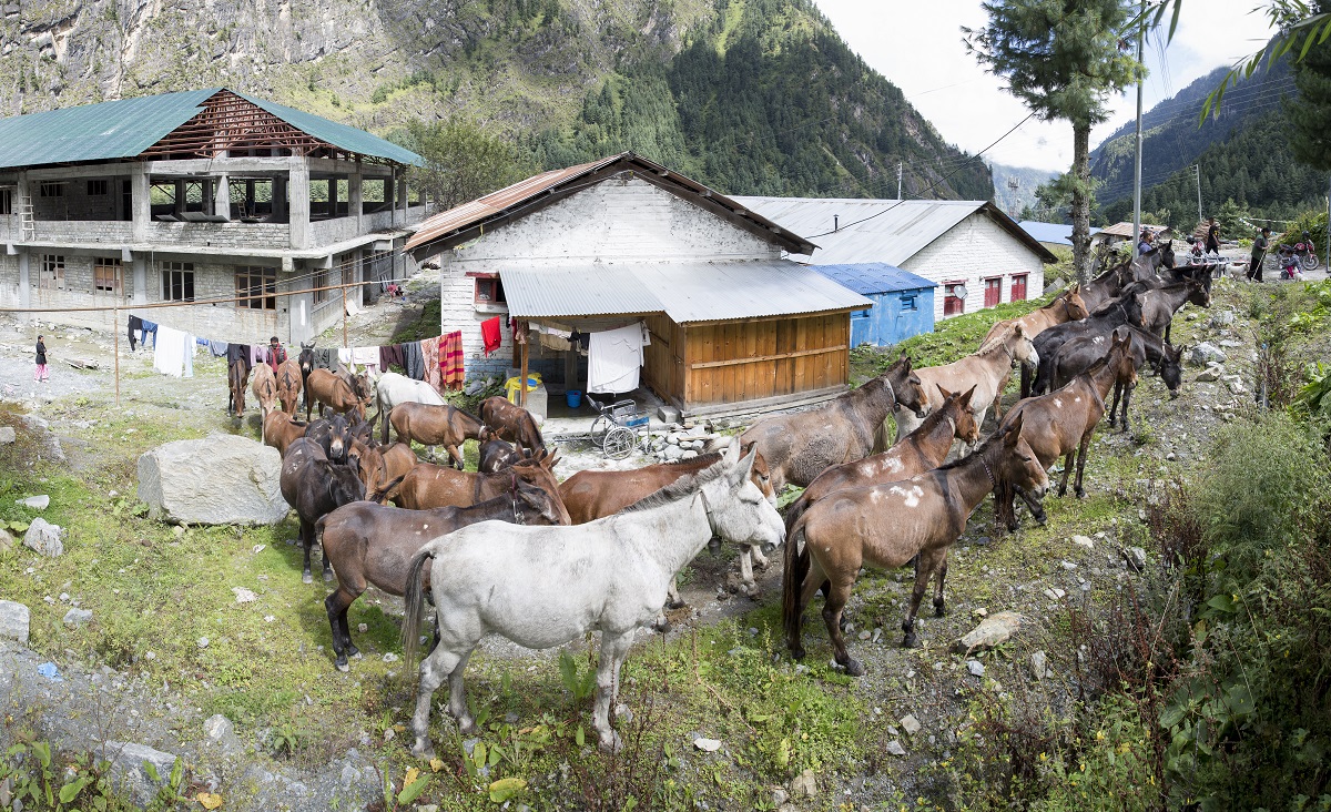 Equine clinic in Nepal in snow leopard range 