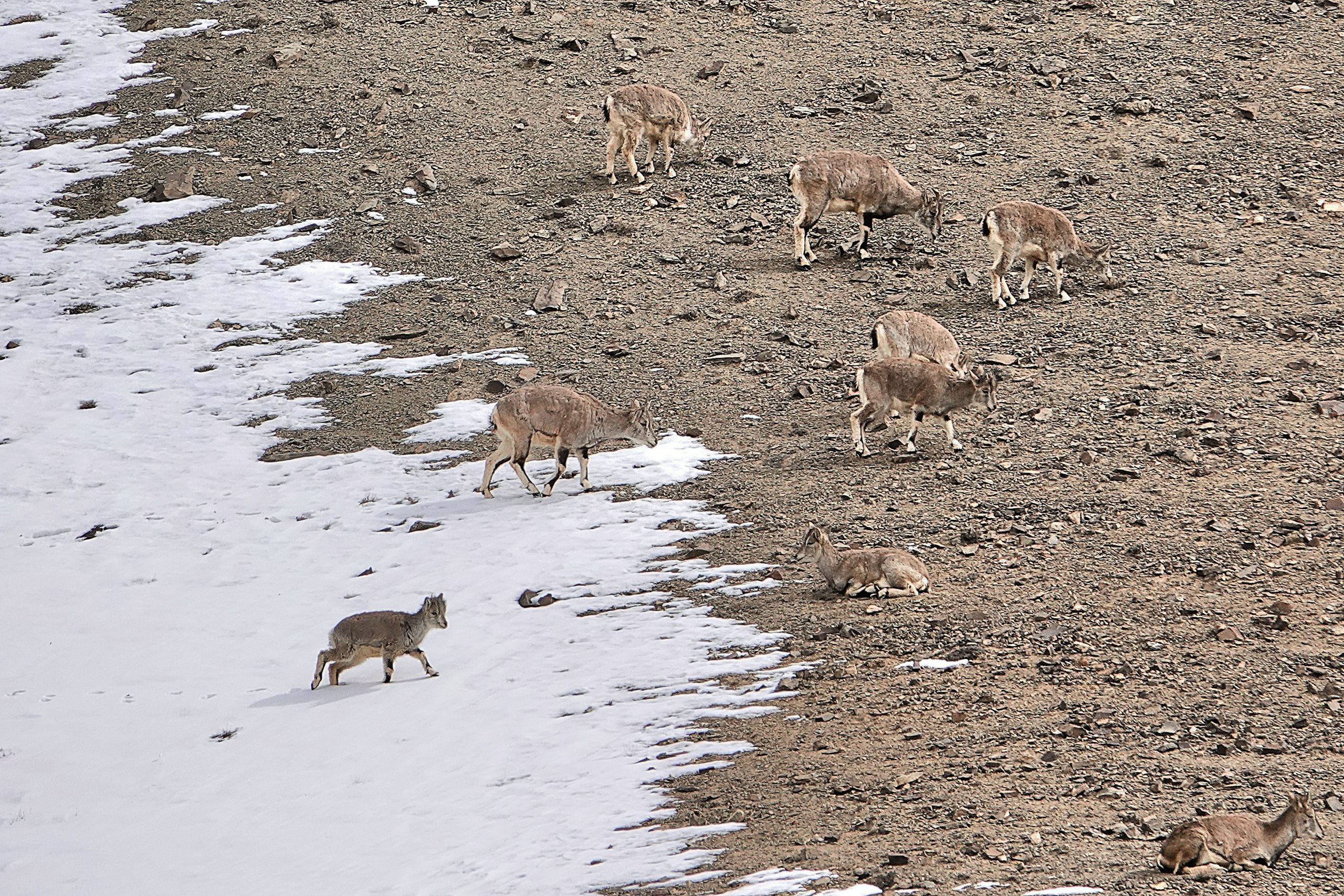 A flock of blue sheep, the primary food source of the snow leopard, in India.