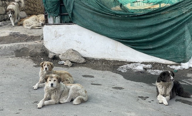 Feral dogs in Leh, Ladakh, India