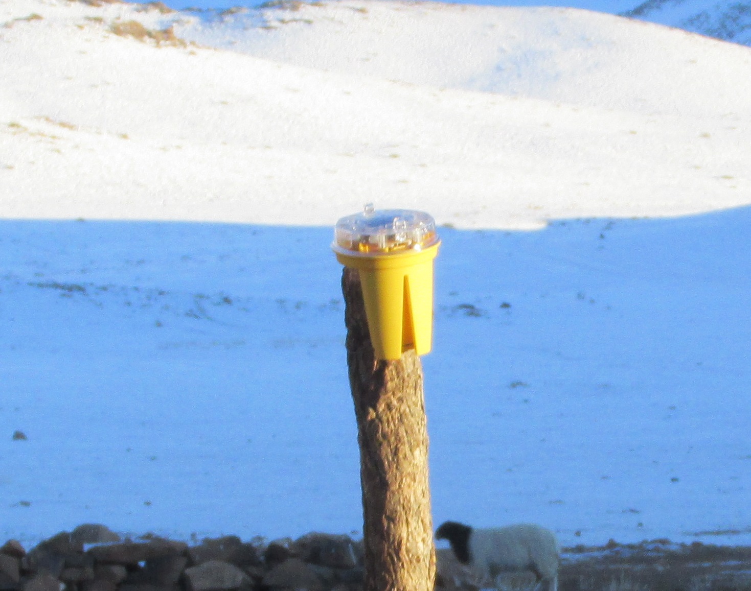 Photo of predator deterrent Foxlights used to deter snow leopards from predating on local livestock