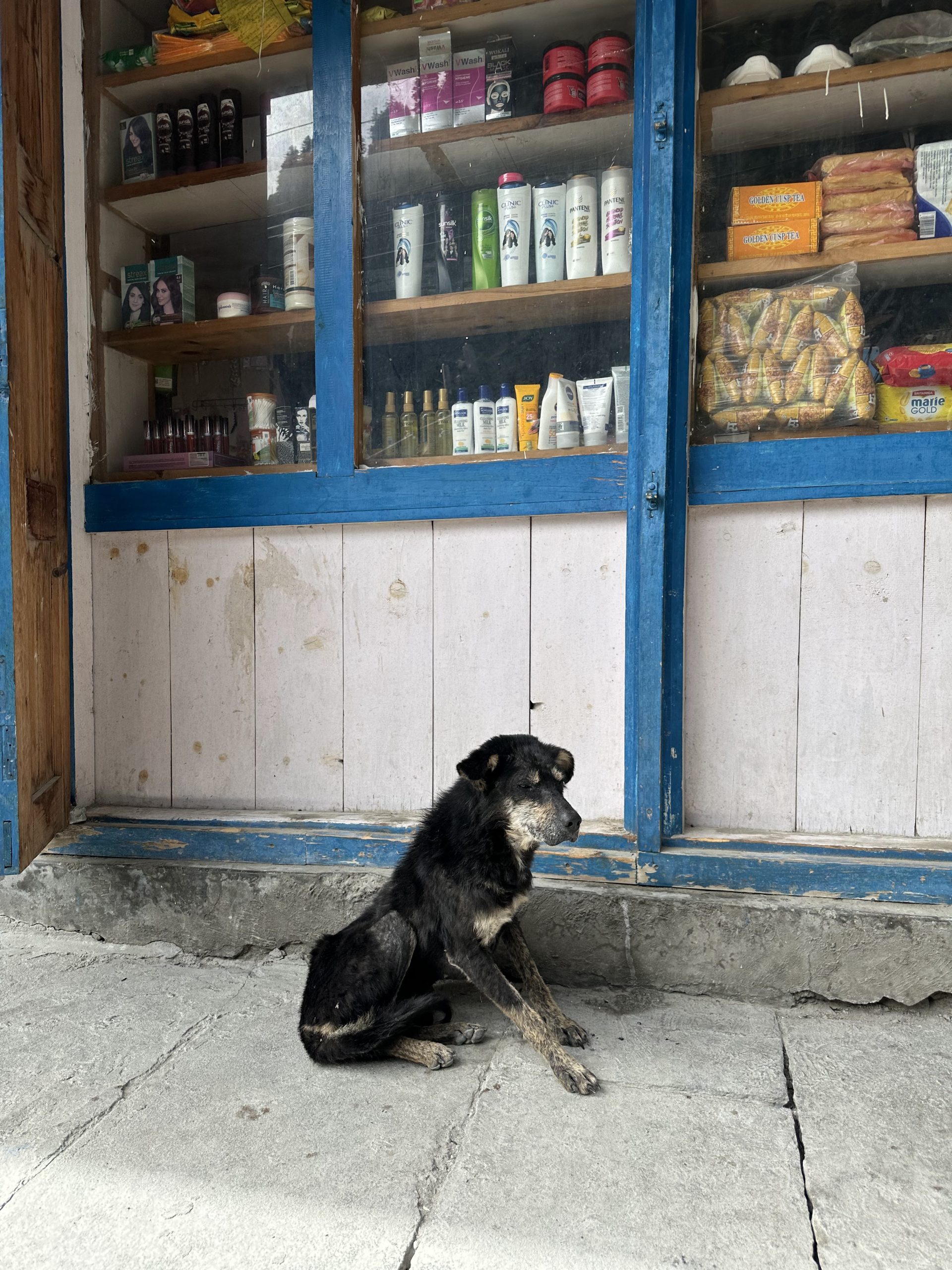 Stray dog in Manang, Nepal
