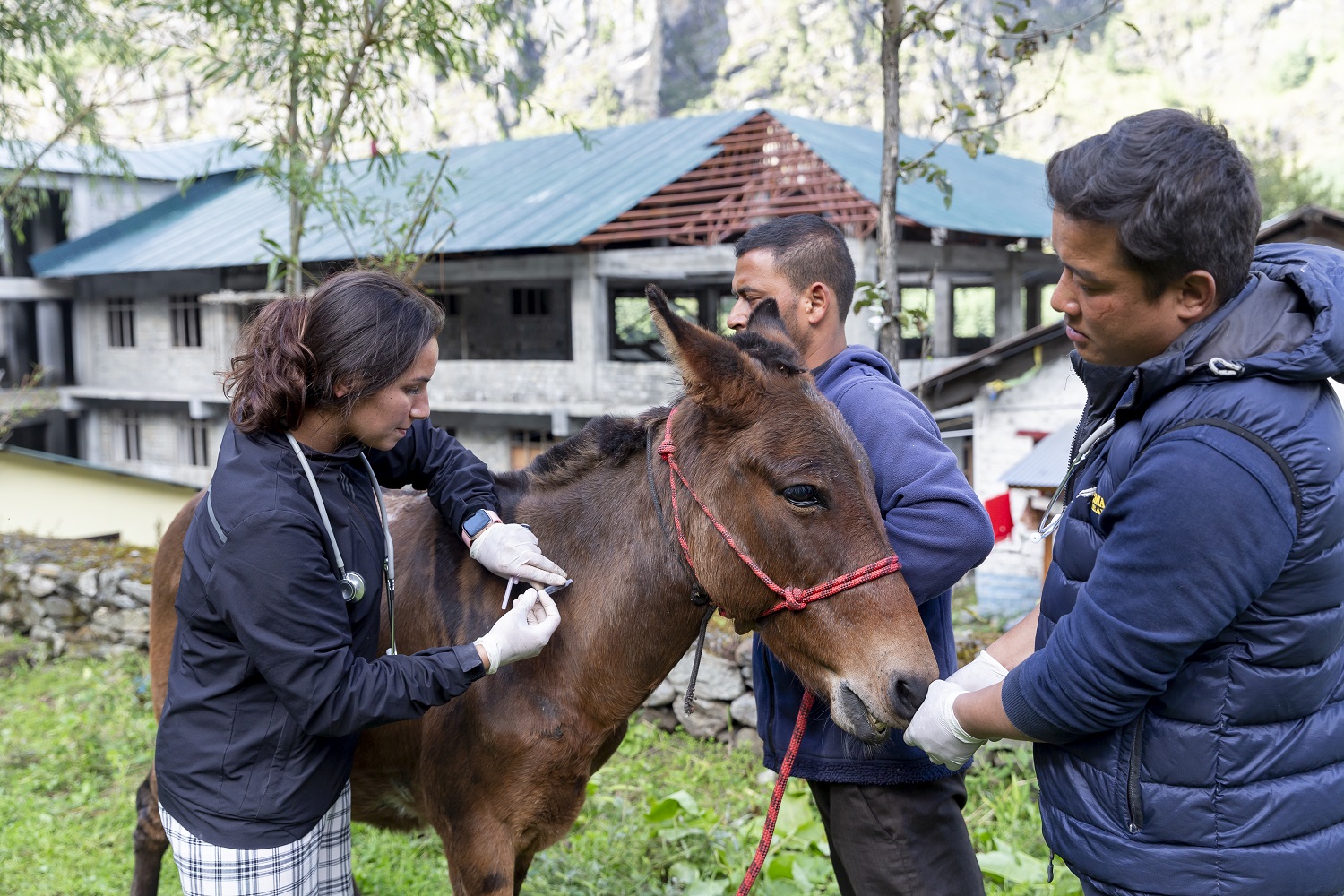 Veterinarian performing an injection on an equid patient