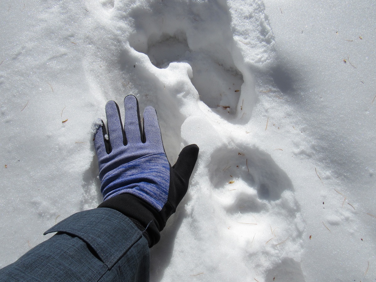 Snow leopard tracks in Mongolian Altai