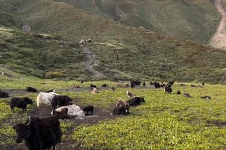 Niraj-Thakali-Feature-Photo