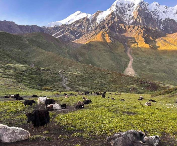 Photo of livestock grazing on lush green grass with snow-capped mountains in the background, in the Lower Mustang region of Nepal.