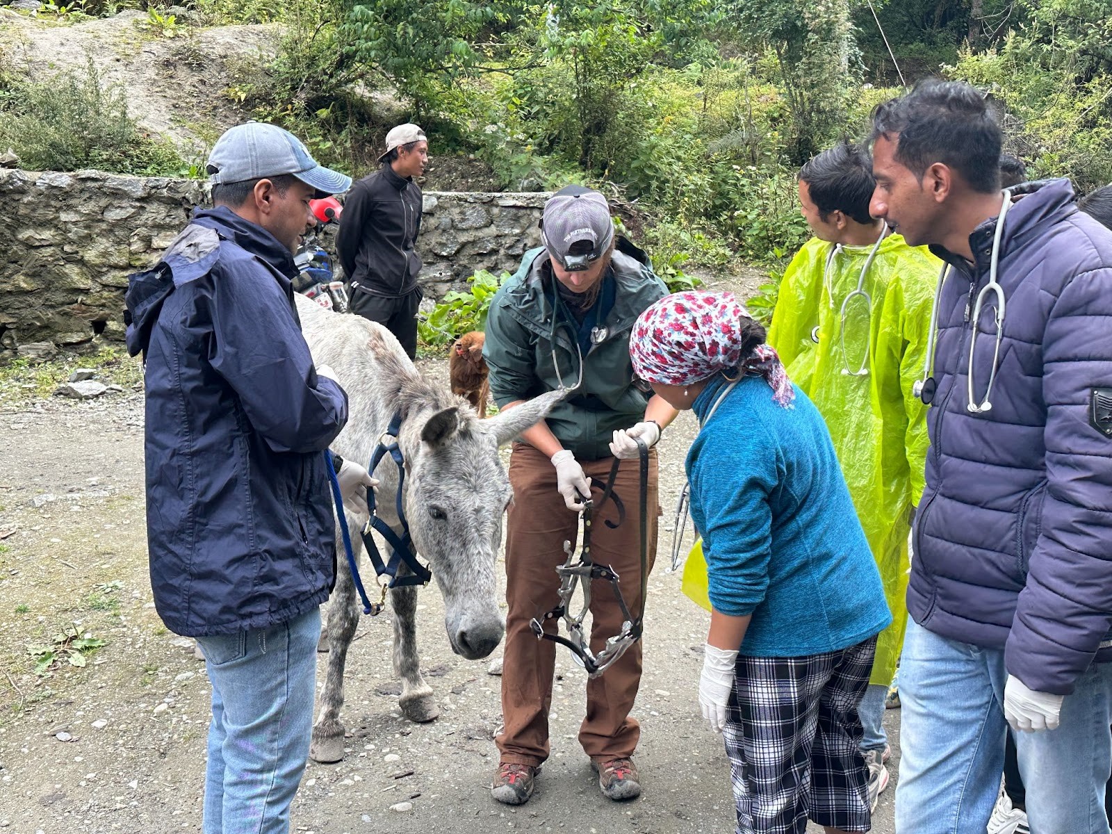 Group of veterinarian techs attending to a donkey in Nepal