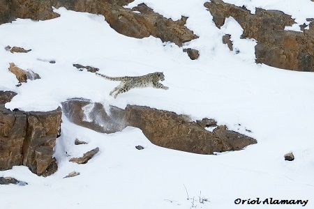 Oriol-Alamany-for-Website-sig