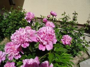 Peonies adj