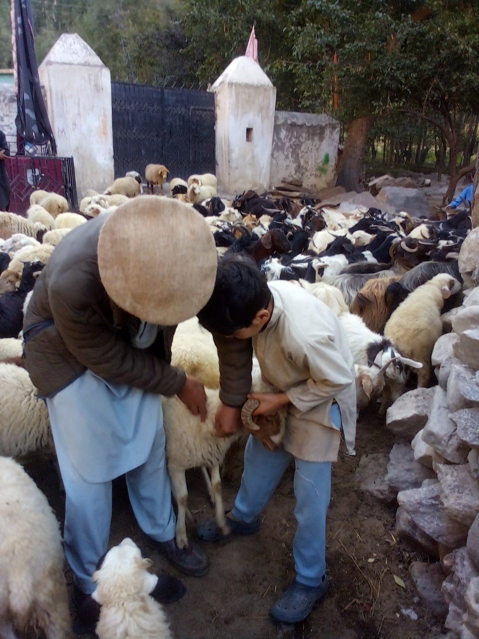 Tending to sheep livestock in Pakistan