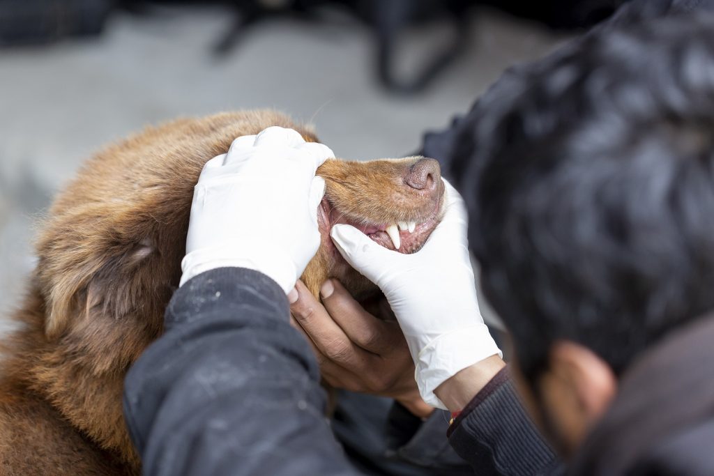 Junior paraveterinary technician training in Manang, Nepal, attending to a domestic dog's teeth.