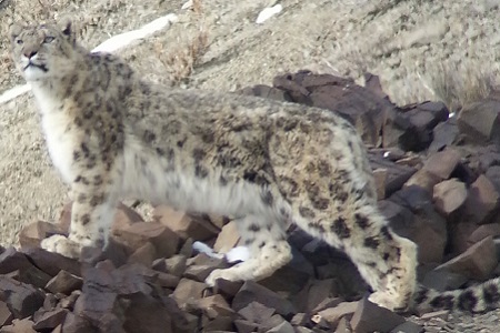 Panthera uncia, sneeuwluipaard, snow leopard