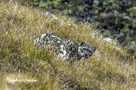Tashi-Ghale-Searching-for-the-Snow-Leopard