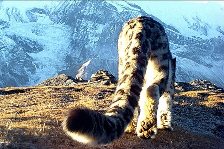 Tashi-Ghale-trail-camera-tail-image-resized