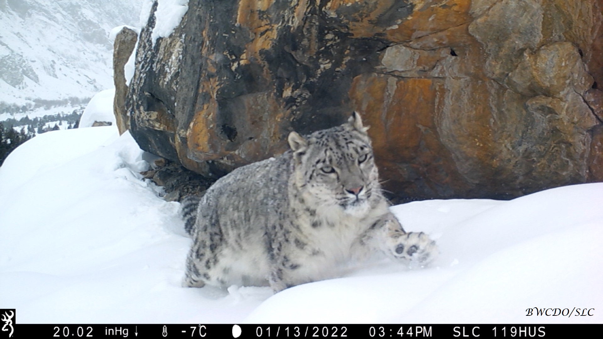 Snow leopard in the snow captured by a camera trap in Pakistan