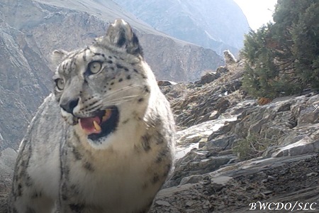 Trail-Camera-BWCDO-SLC-Feature-Photo