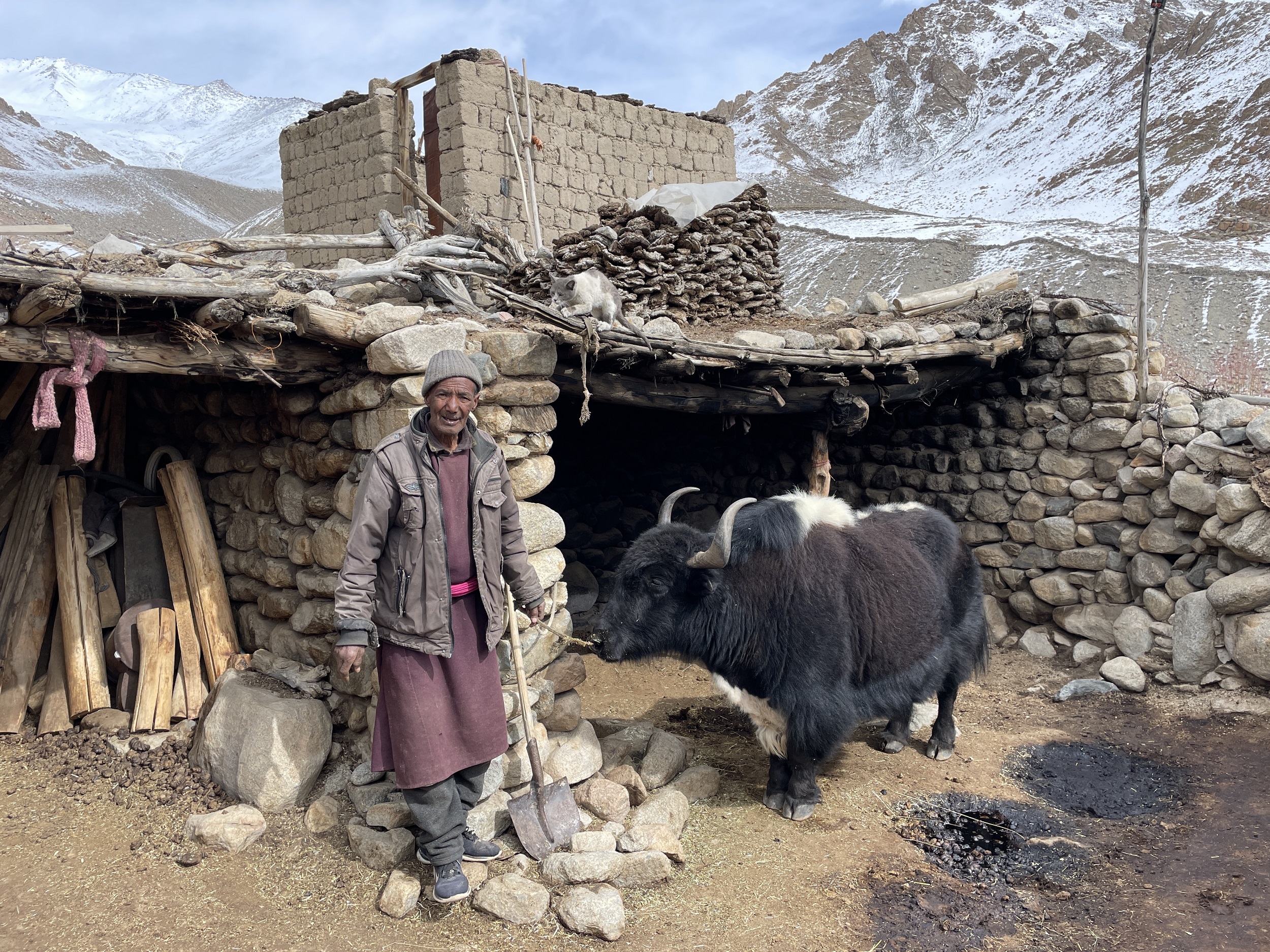 Yak herder living above Ulley village, treating a wound on his yak from a wolf attack