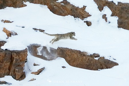 Oriol Alamany leaping snow leopard