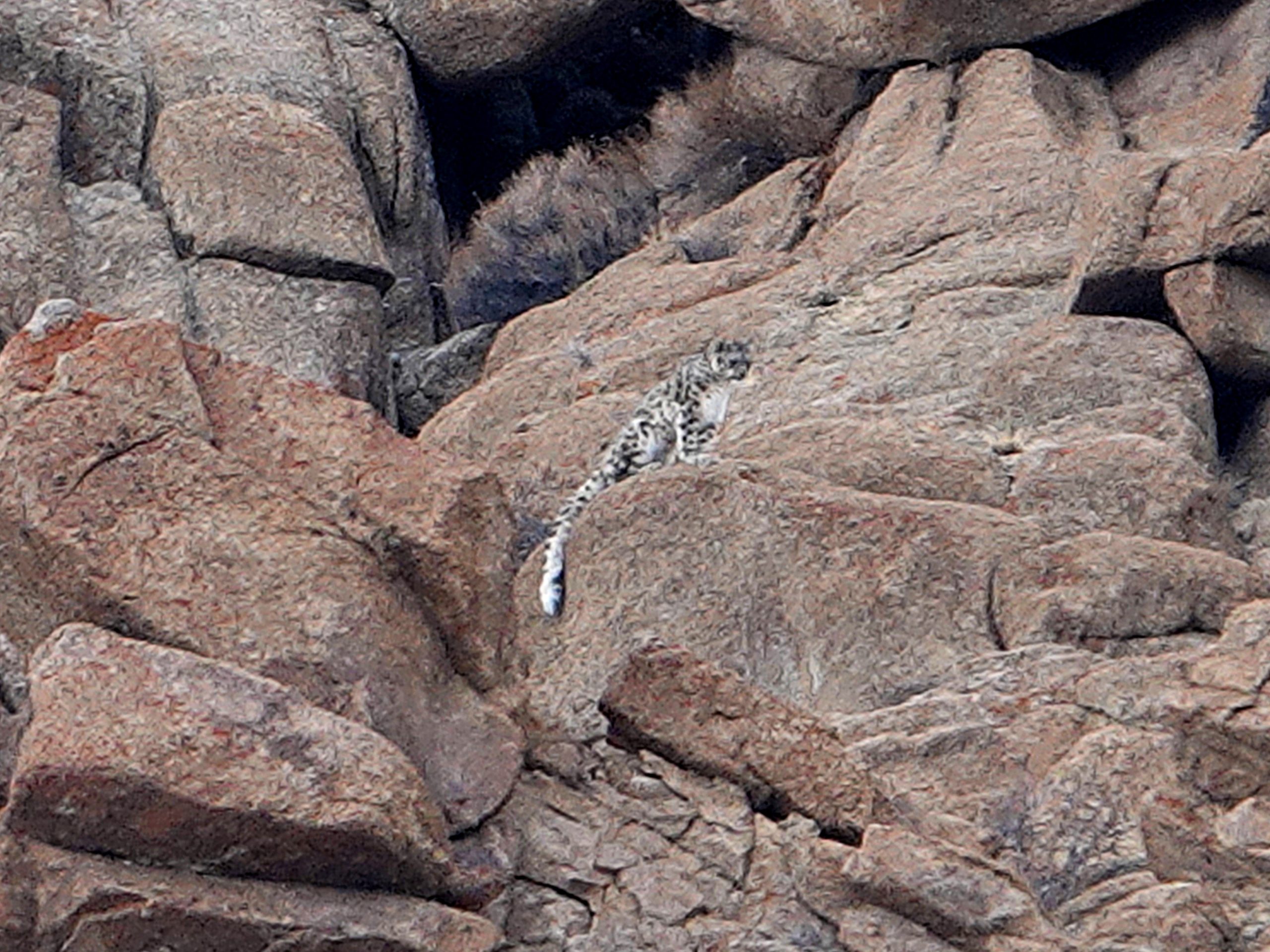 Photo of solitary snow leopard in india
