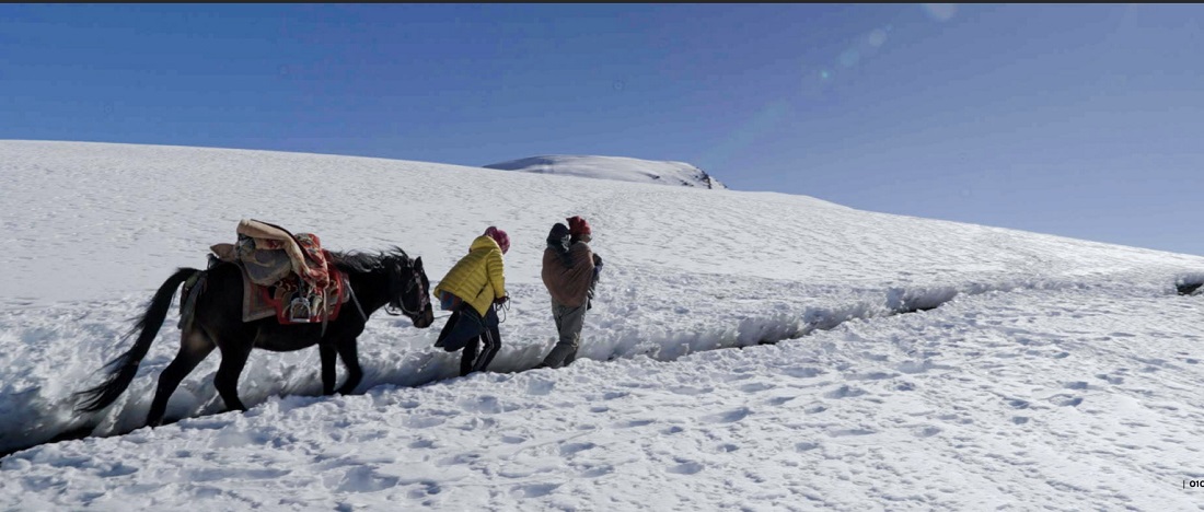 Tshiring Lhamu Lama and Tenzin Bhuti Gurung, snow leopard conservationists and creators of the film "Snow Leopard Sisters," trekking with their horse within the snow leopard's range.