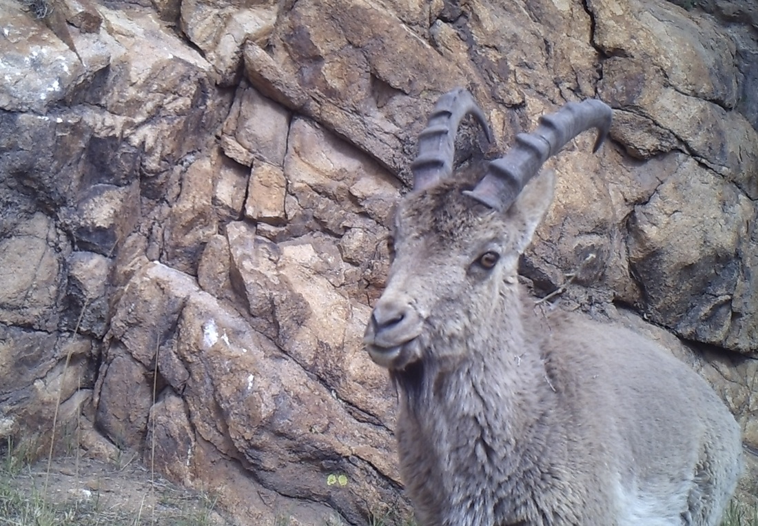 Trail camera photo of Siberian Ibex in Mongolia