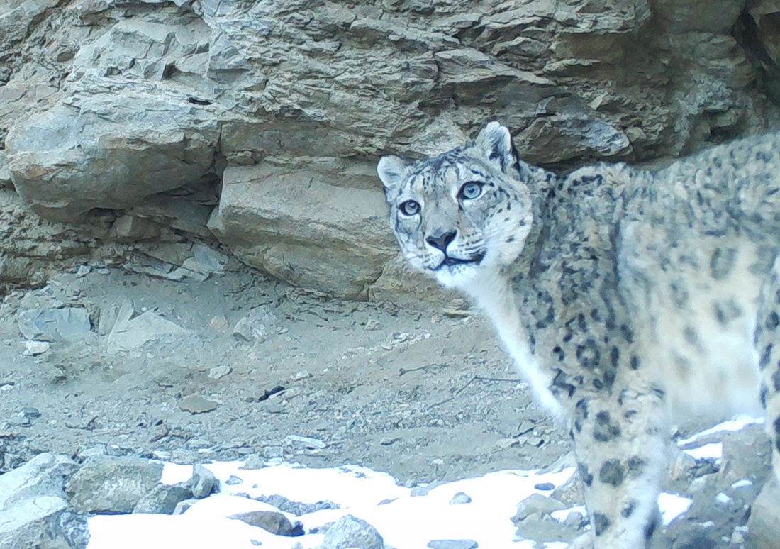 Snow leopard in Mongolia