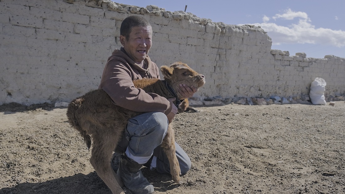 Photo of herder with livestock animal in Western Mongolia - part of Wildlife Initiative's snow leopard project
