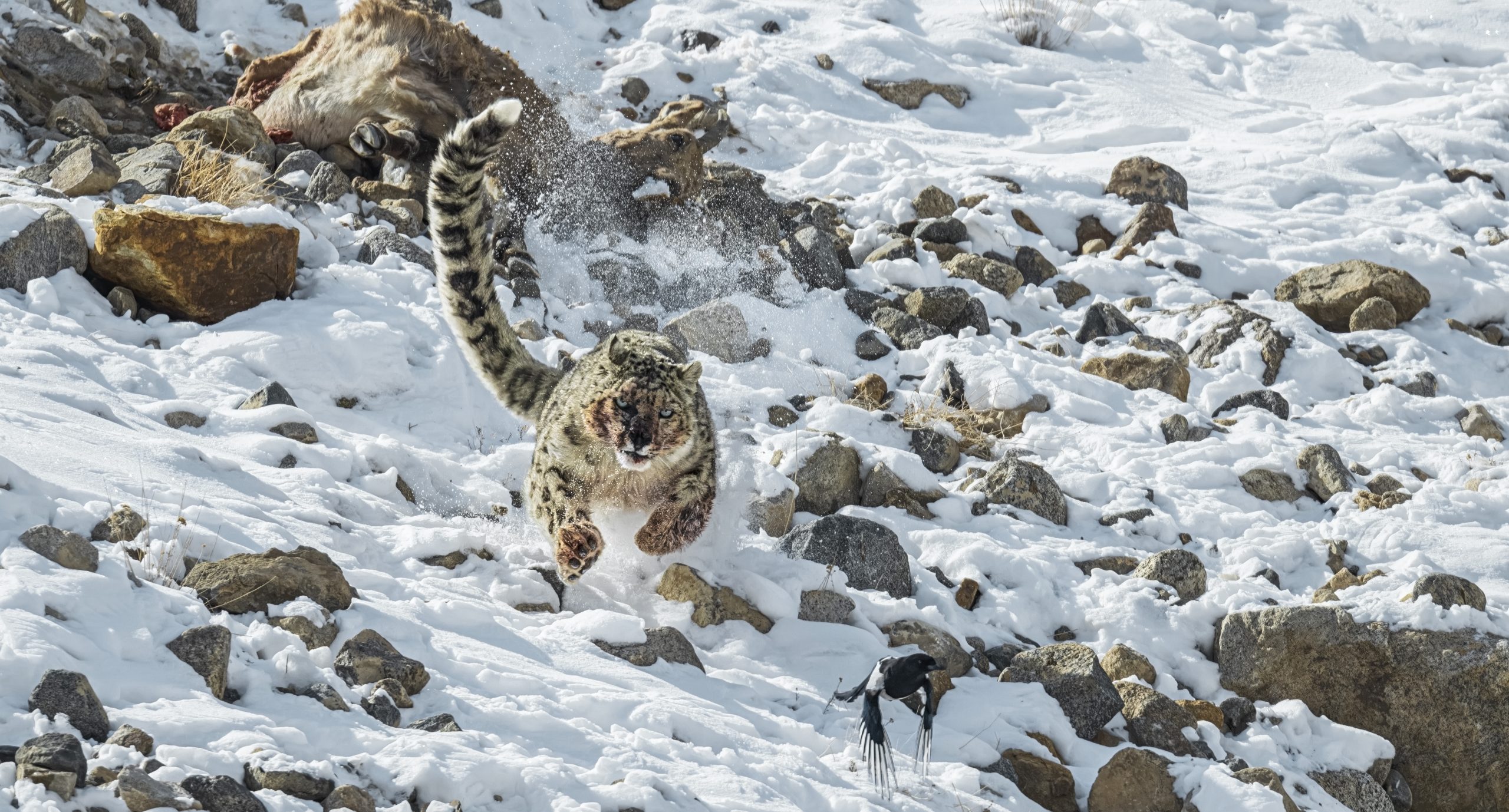 Photograph of snow leopard running across the snow and rocks