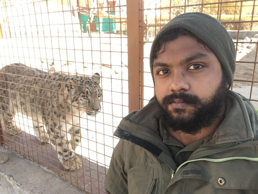 Advancing welfare for wildlife ambassadors, Zoologist Kartik Thevar has partnered with the Sikkim Himalayan Zoological Park, shown here with a rescued wild snow leopard.