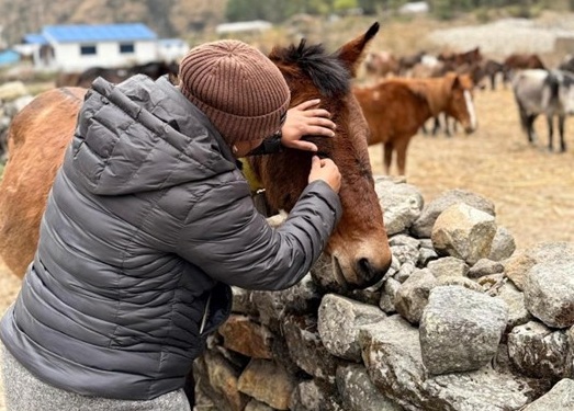 General checkup on equine2