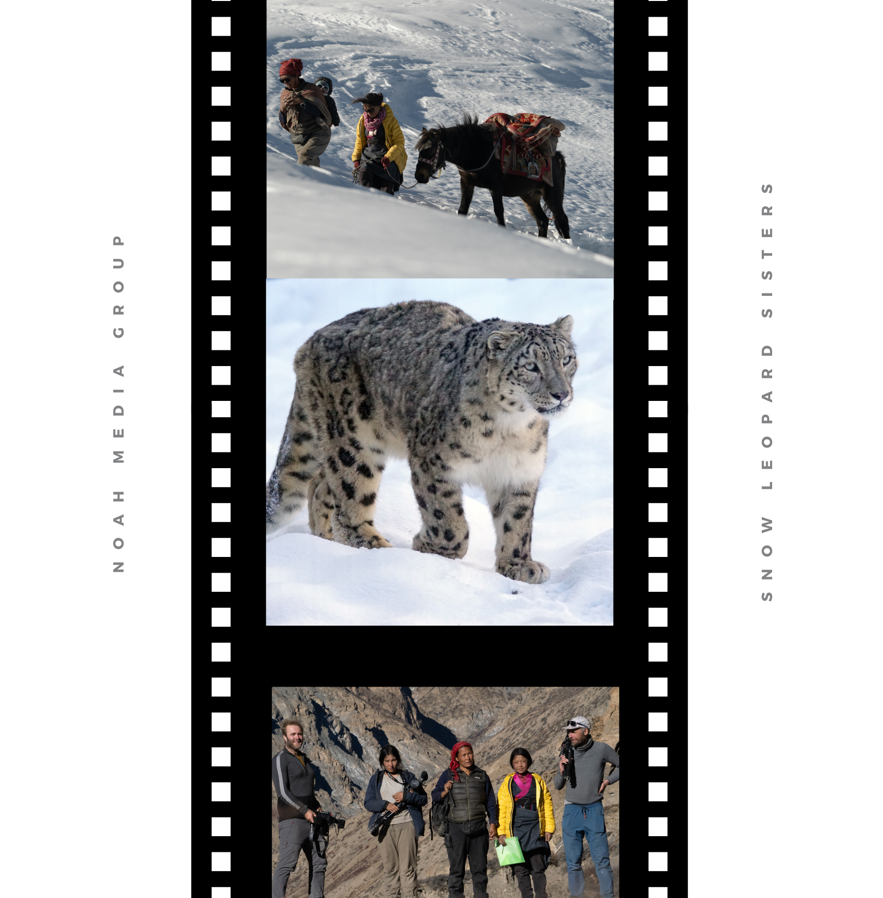 Snow Leopard Sisters film reel