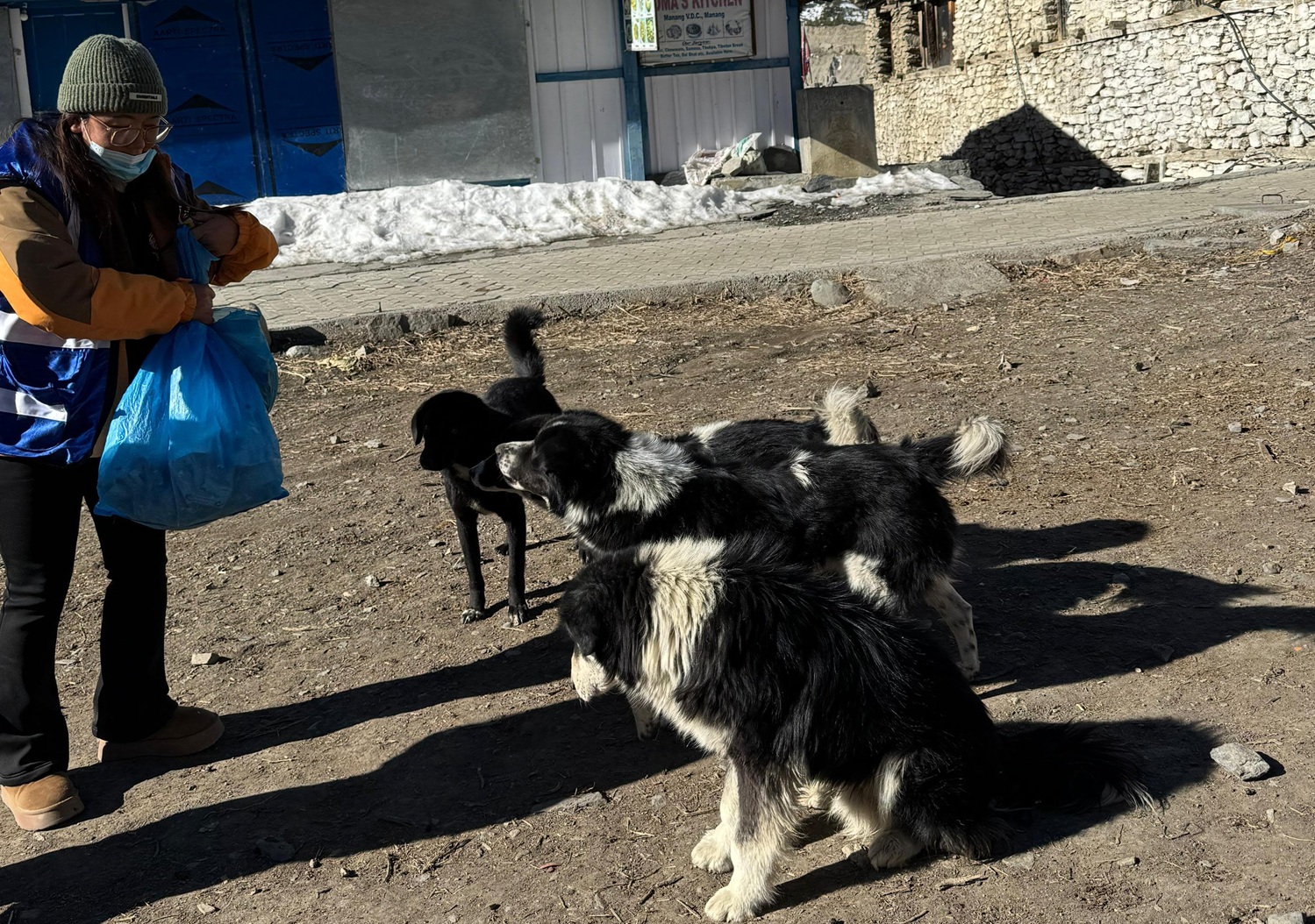 A veterinary tech attempts to lure dogs closer so they can receive vaccinations during a One Health One Welfare initiative vaccination clinic