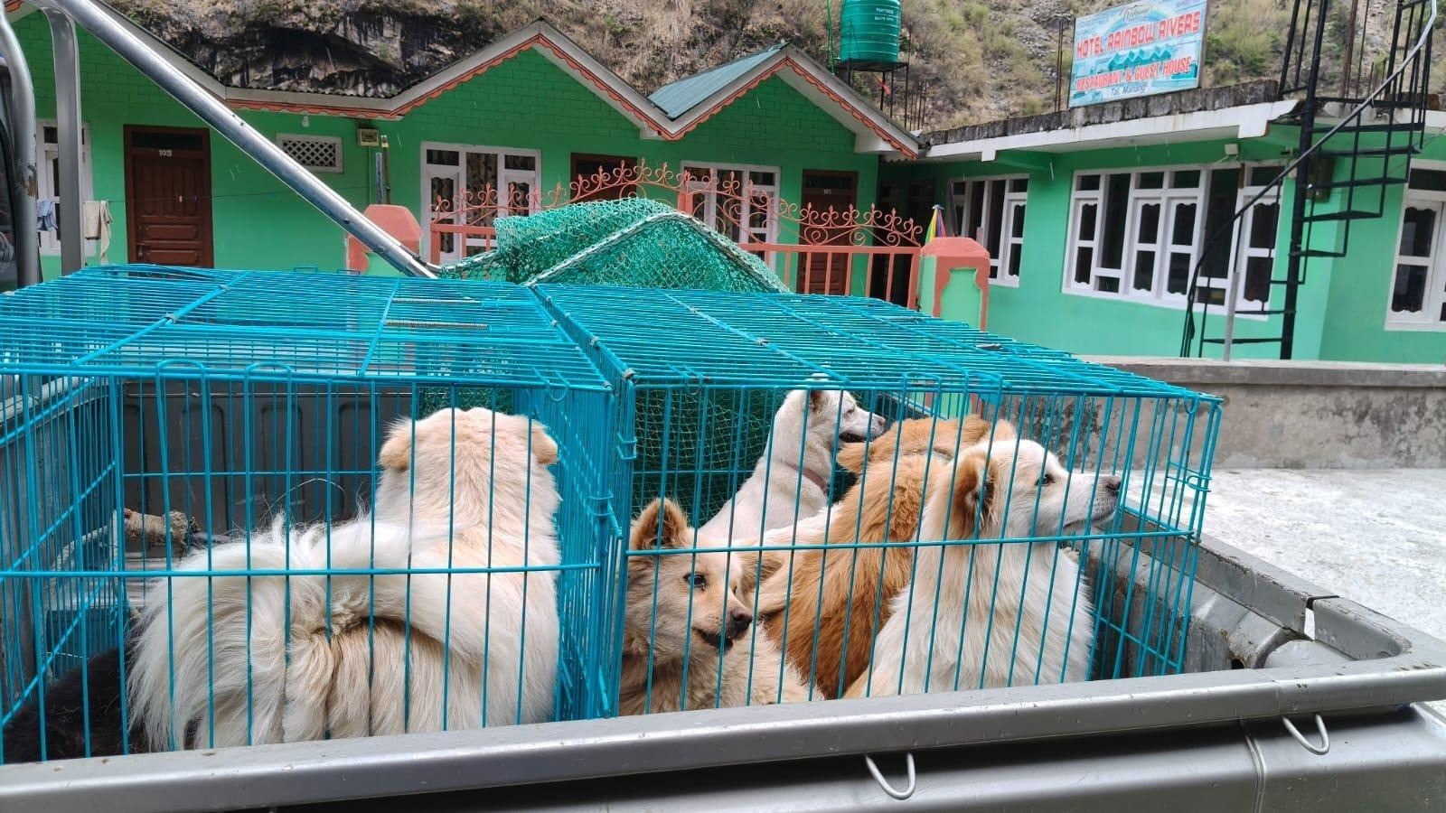 A photo of 3 companion dogs in a cage in the back of a truck in Nepal waiting to receive their vaccinations at a clinic.