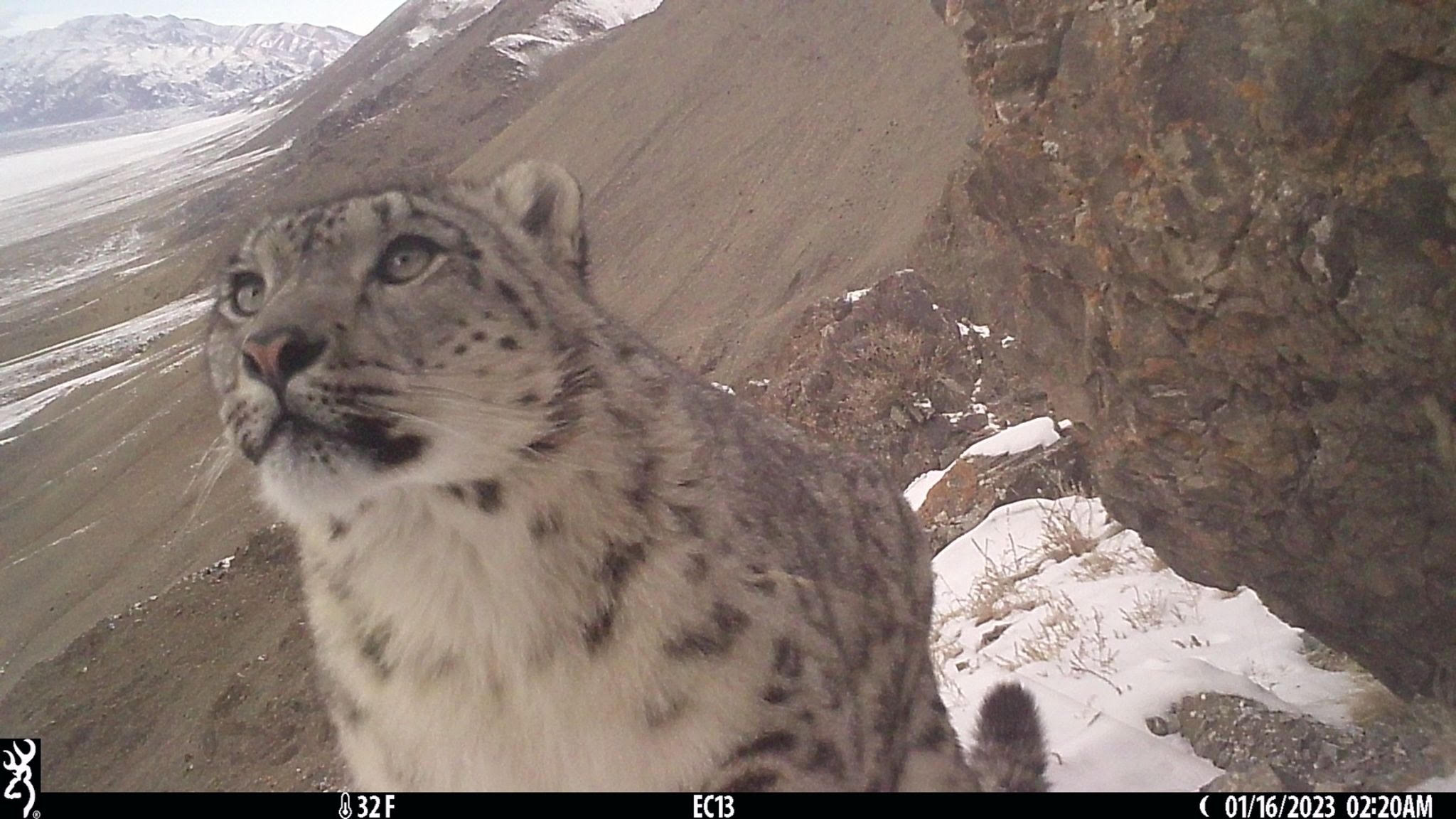 Camera trap image of a snow leopard in Western Mongolia. 