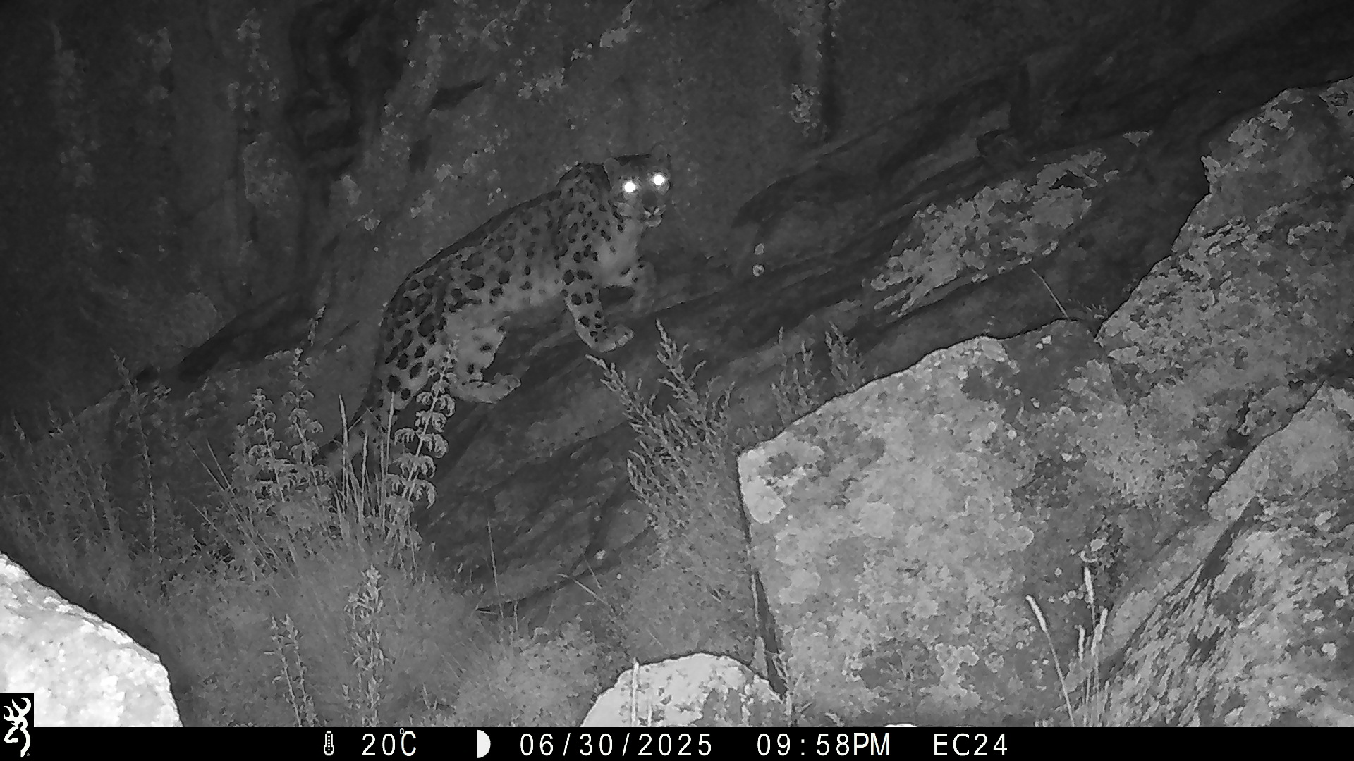 Camera trap image of a snow leopard in Western Mongolia. 