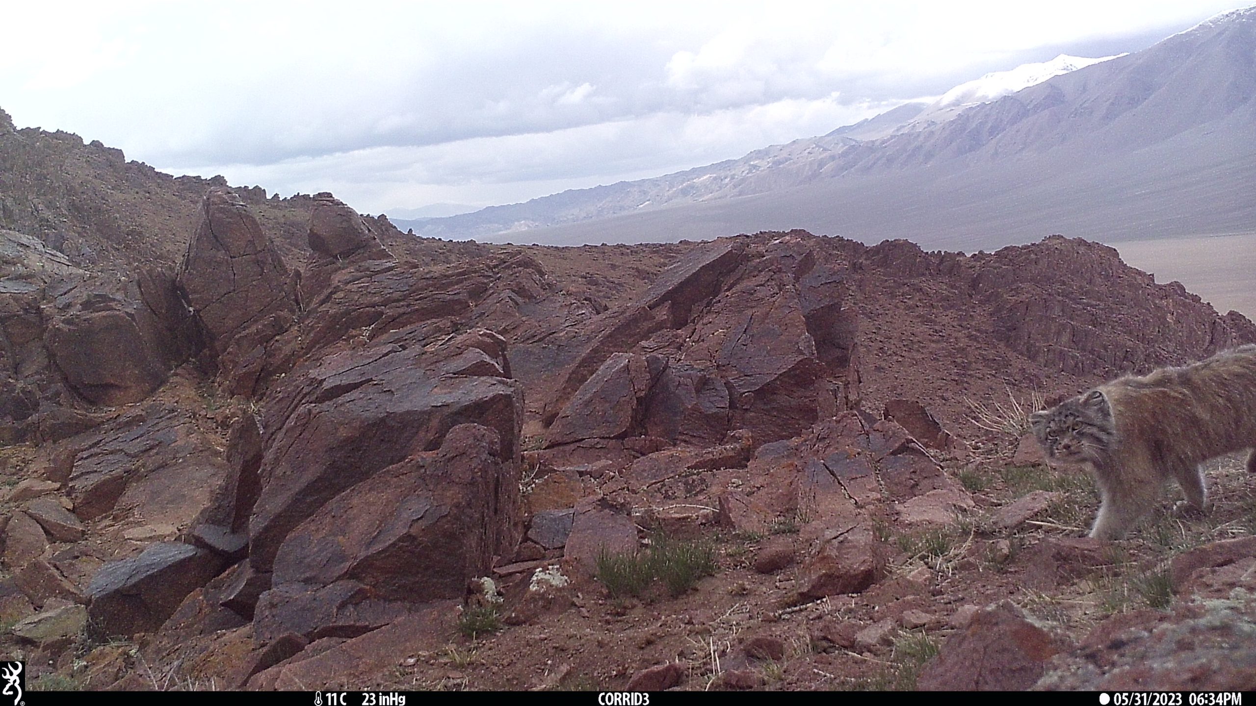 Camera trap image of a Pallas's cat in Western Mongolia.
