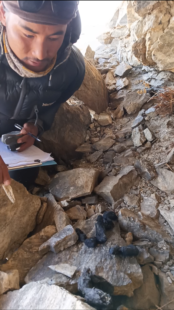 UKALI team member collecting snow leopard scat.
